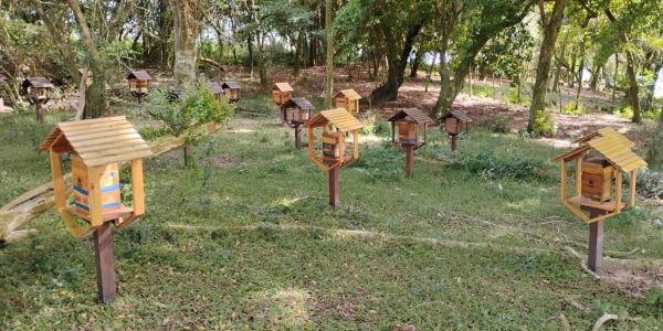 Declaração de Rebanho irá identificar criações de abelhas sem ferrão
