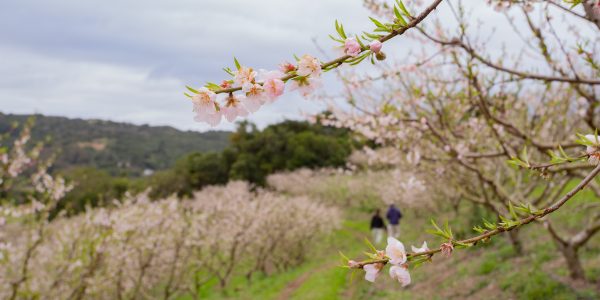 Embrapa orienta produtores como reduzir impactos do El Niño no Sul do Brasil