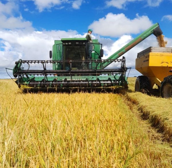 Nova tarifa dos EUA amplia desvantagem do arroz gaúcho no mercado
