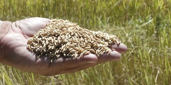 Indústria arrozeira deve sentir efeito da tarifa adicional do governo americano