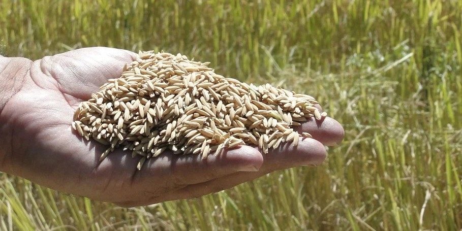 Indústria arrozeira deve sentir efeito da tarifa adicional do governo americano